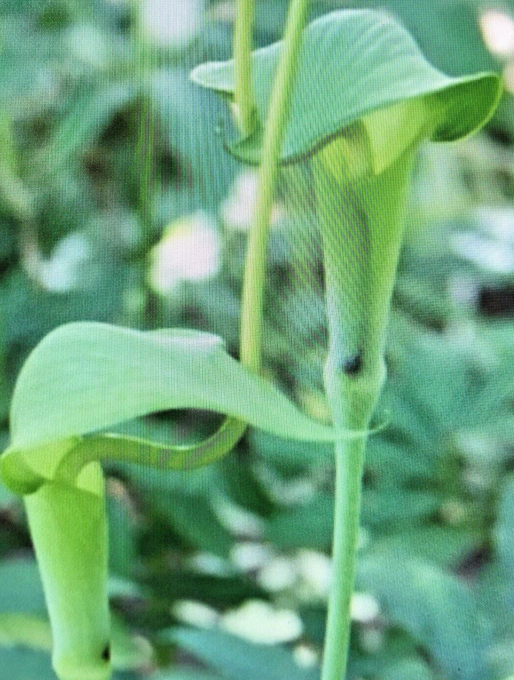 25 ARISAEMA HETEROPHYLLUM Seeds -Dancing Crane Cobra Lily