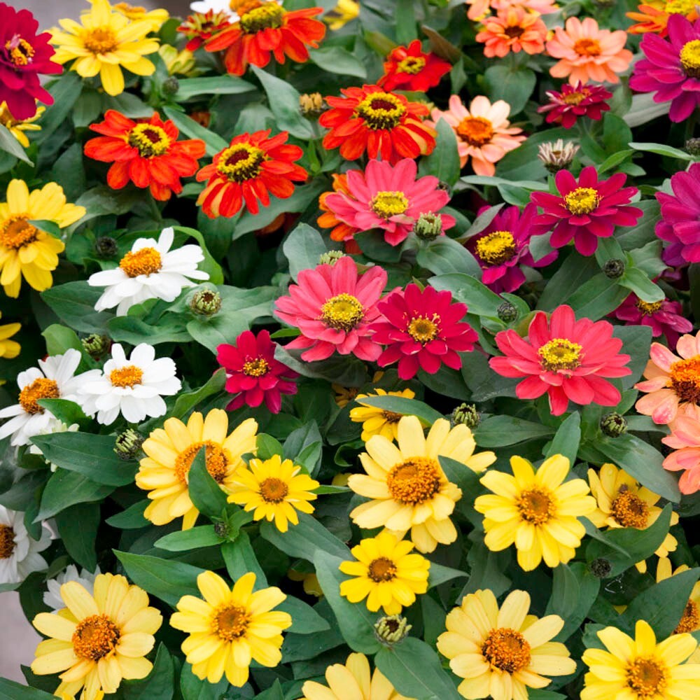 100+ Profusion Mix Zinnia Seeds for Garden Planting – USA – FREE SHIPPING!