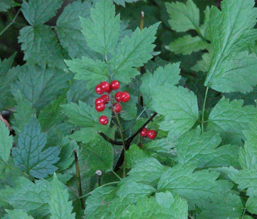 BANEBERRY RED Actaea Rubra – 10 Seeds