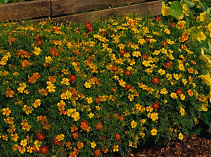 Marigold Signet Starfire Mix 2,000 seeds