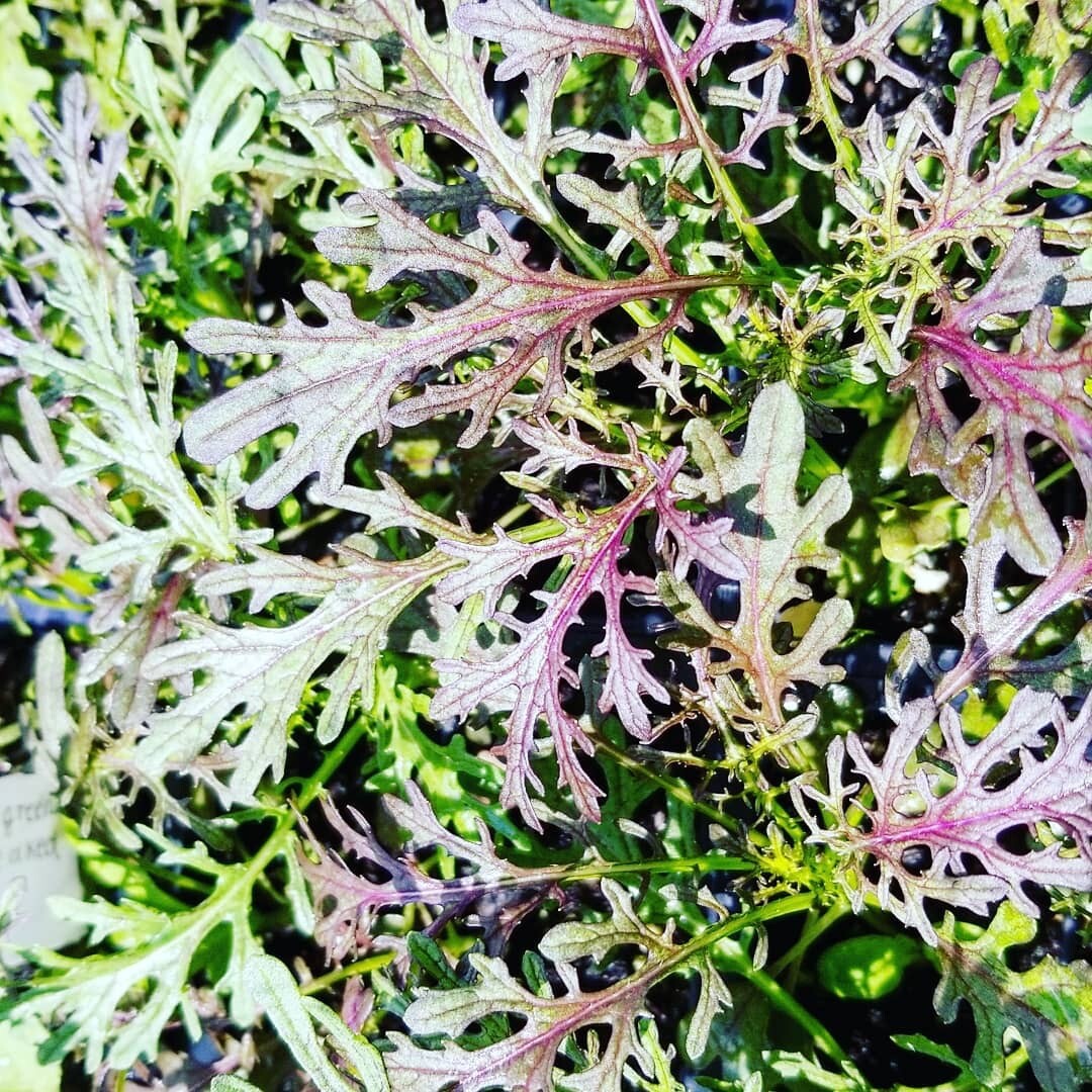 1-OZ 10,000+ Red Streaks MIZUNA Japanese mustard seeds; beautiful foliage!