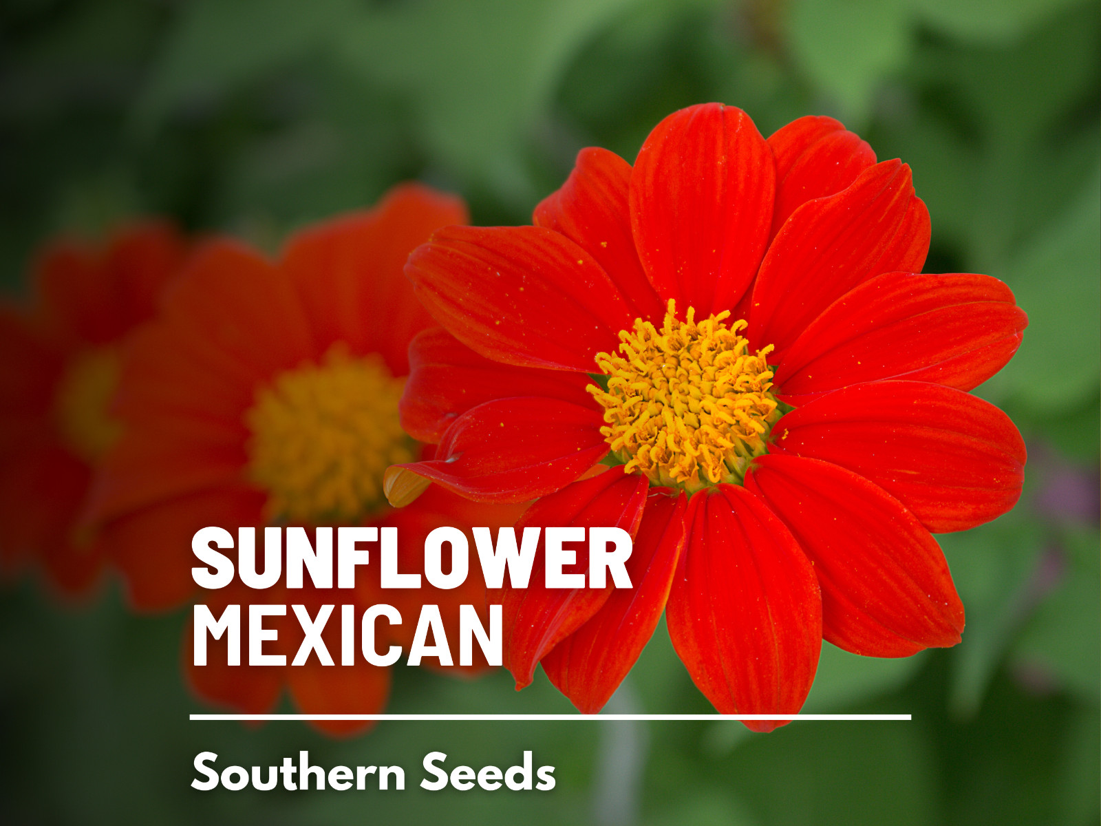 Sunflower, Mexican – Heirloom Seeds – Easy to Grow – Medicinal & Culinary – GMO
