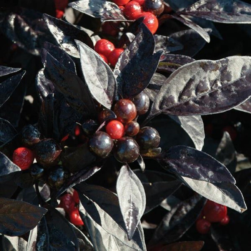 25 Ornamental Pepper Seeds Pepper Ornamental Black Pearl