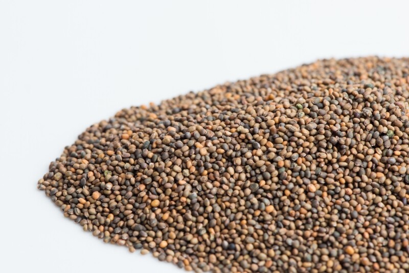 8 oz Arugula- NON GMO microgreen seeds for Sprouting Sprouts