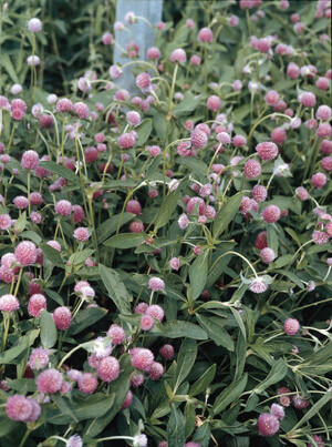 Gomphrena globosa Qis Rose 500 seeds