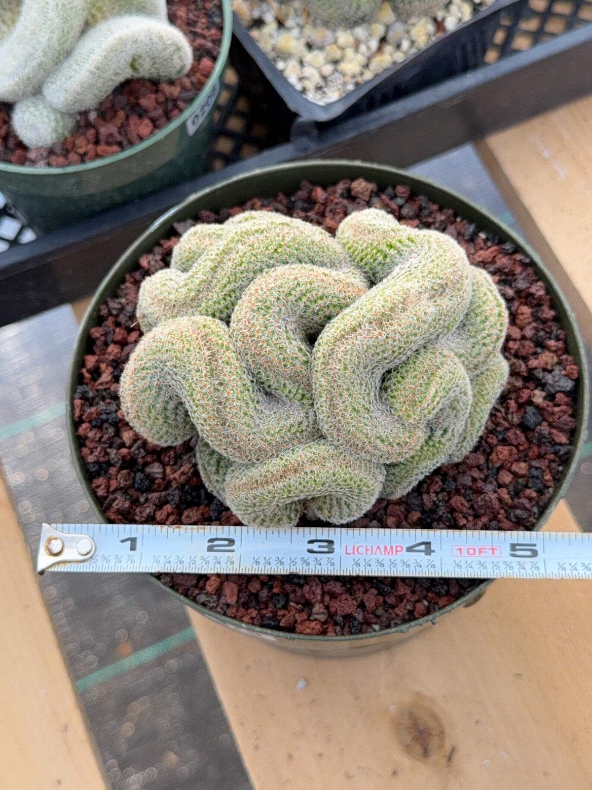 Crested Mammillaria | Rare Collector Cactus | Live Plant