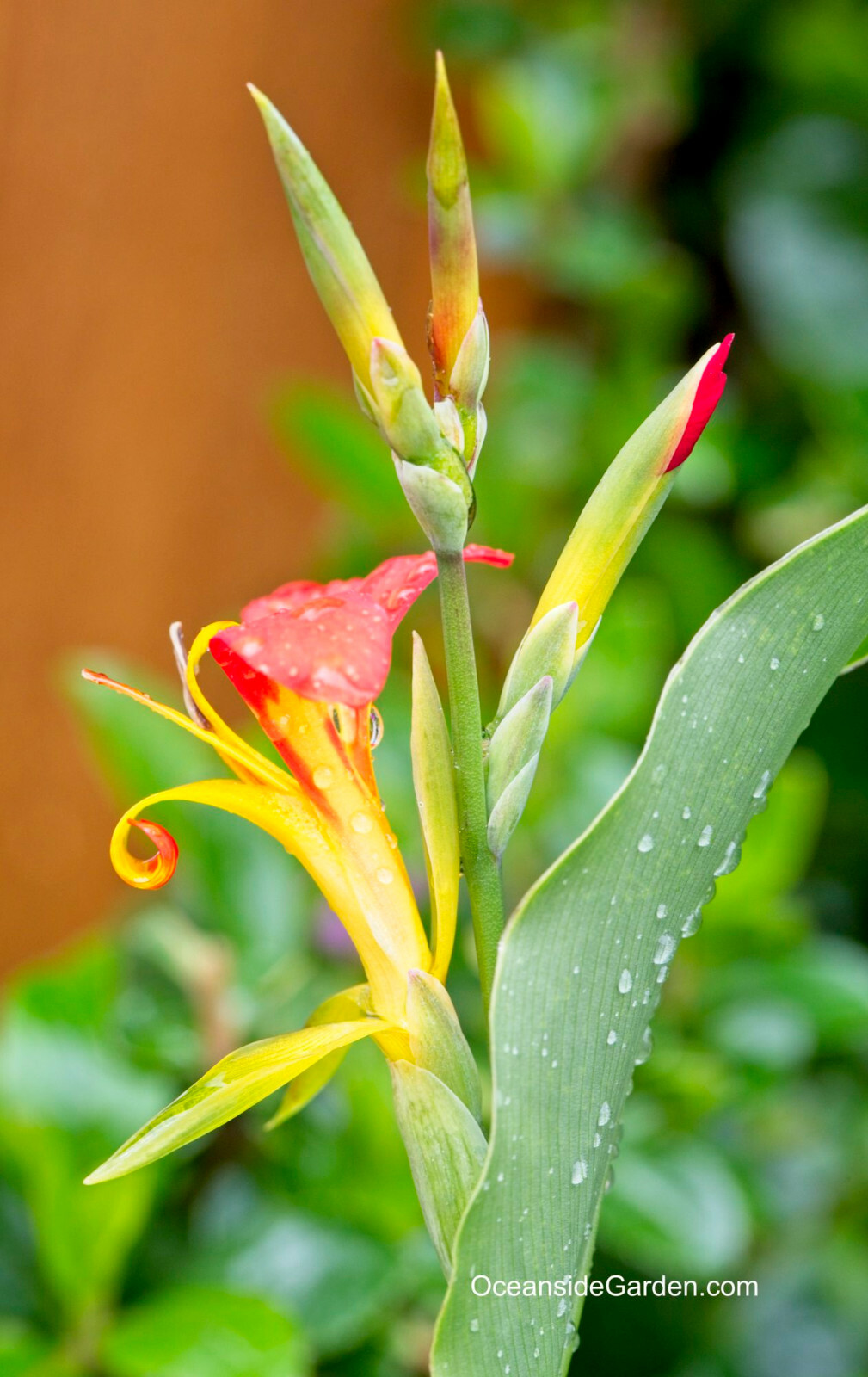 10 Canna brasiliensis (Rare – red and yellow flowers)