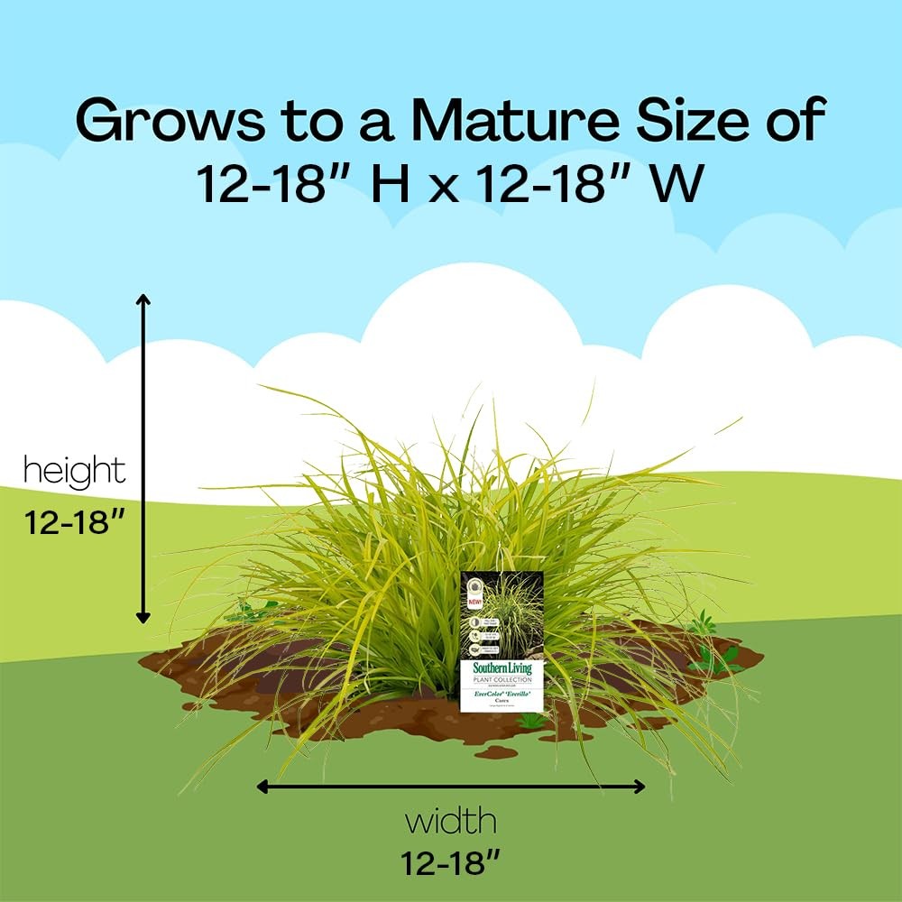 2.6 Qt. Everillo Carex Grass Plant Low Maintenance Indoor/Outdoor Decor