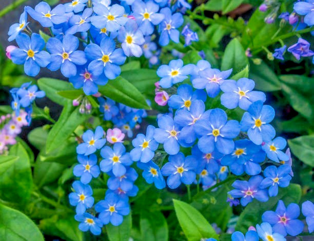 200 FORGET ME NOT SEEDS | 2026 SALE FREE SHIPPING NON GMO HEIRLOOM