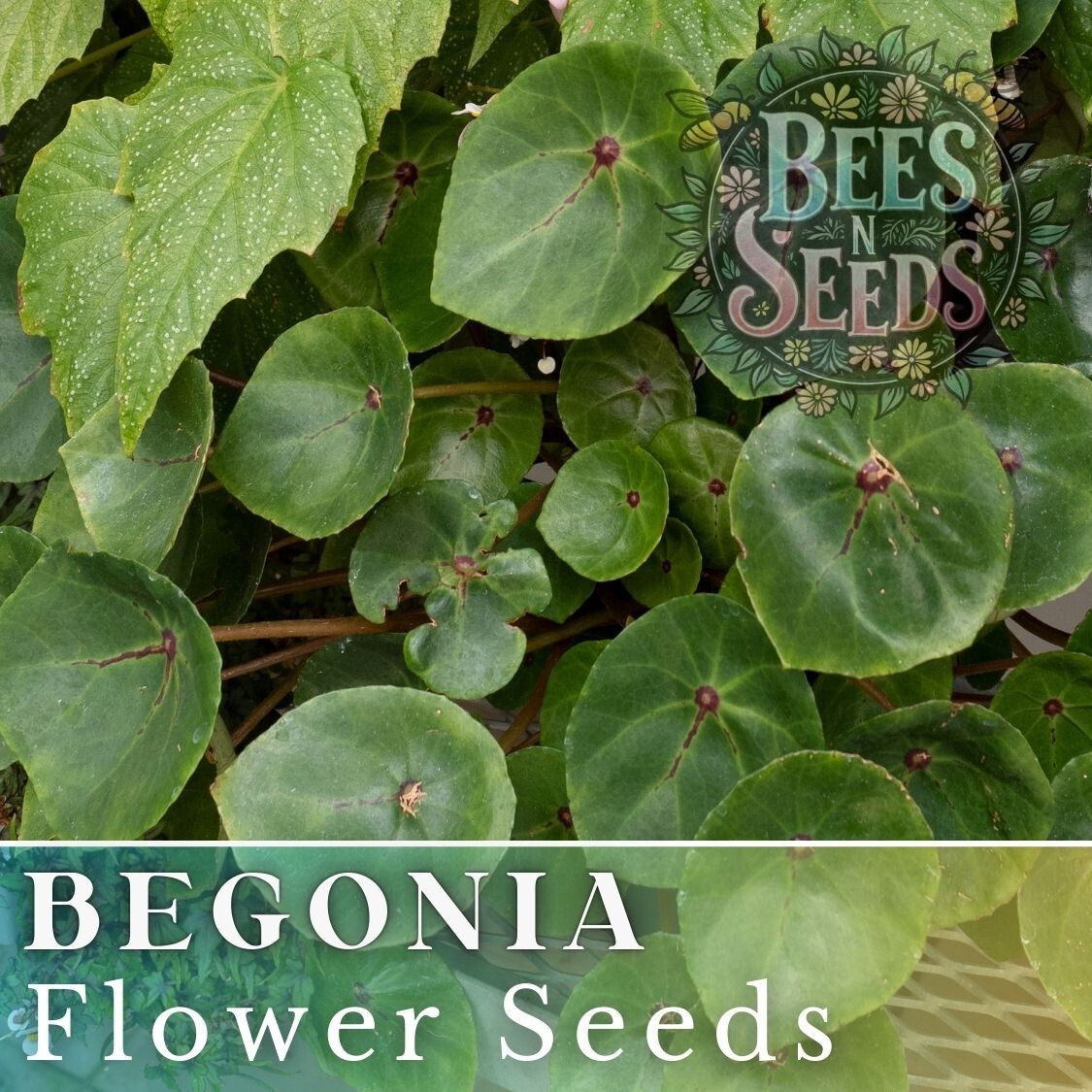 Lemon Glow Begonia Seeds 45 or 125 Seeds Flower, Flower Seeds, Non GMO
