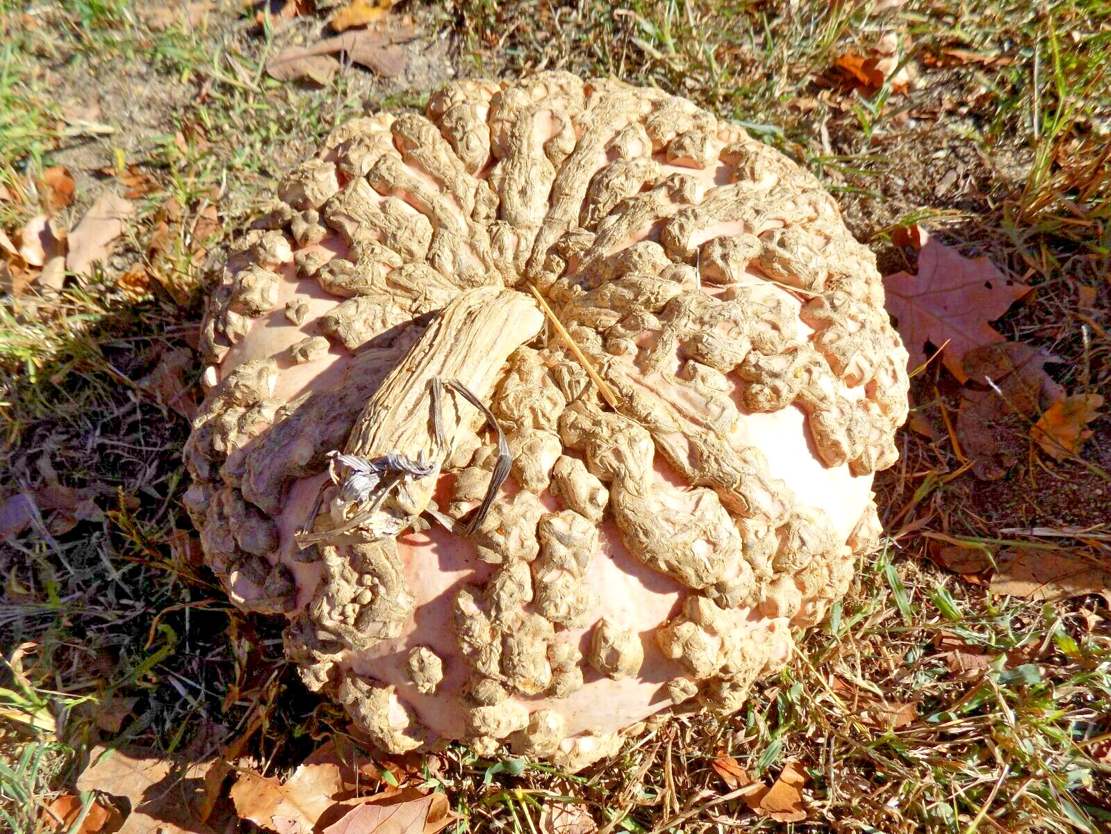 15 PEANUT PUMPKIN SEEDS – Cucurbita maxima