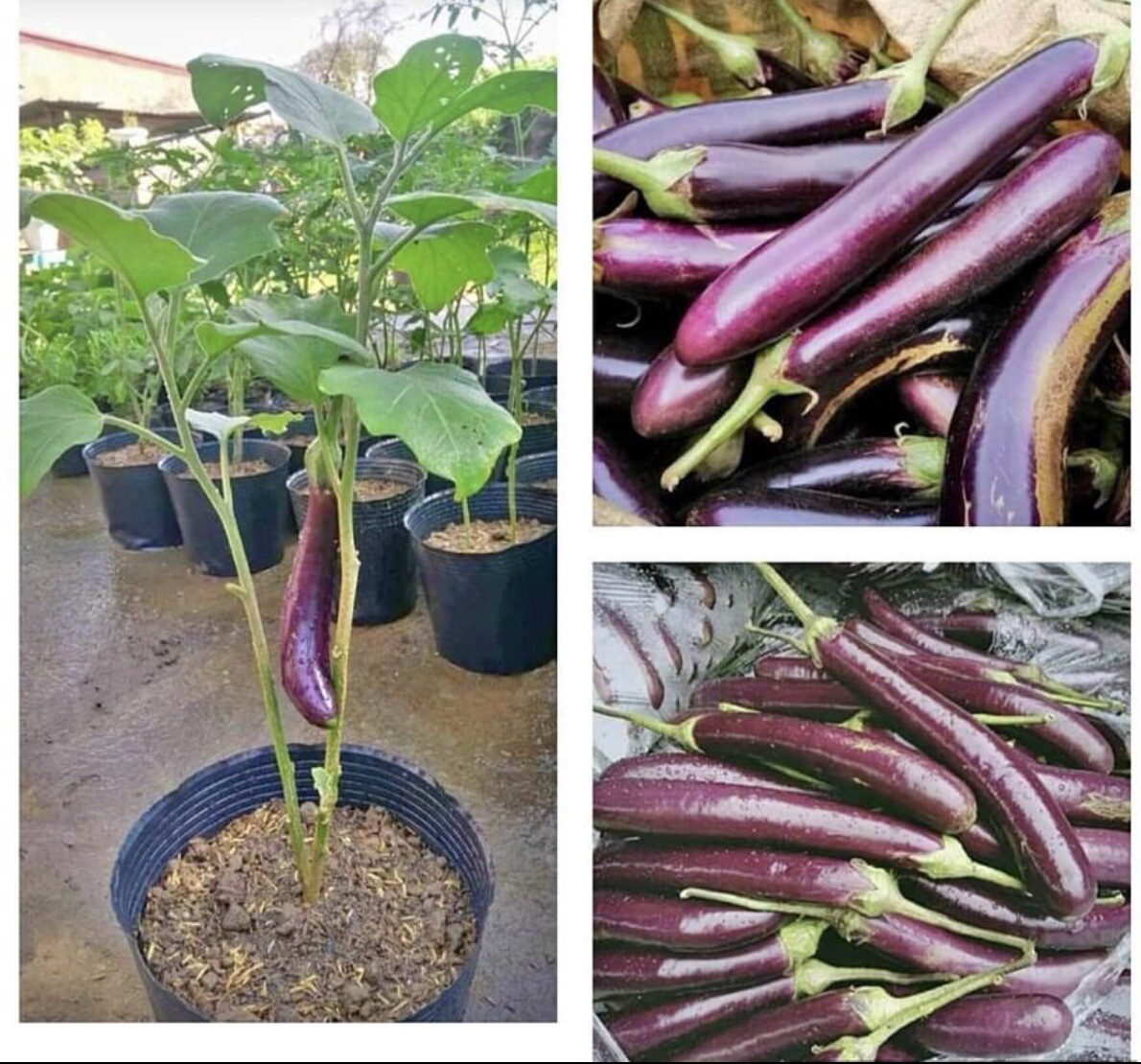 20+ SEEDS Long Purple Eggplant | Talong SEEDS for Planting | NON-GMO