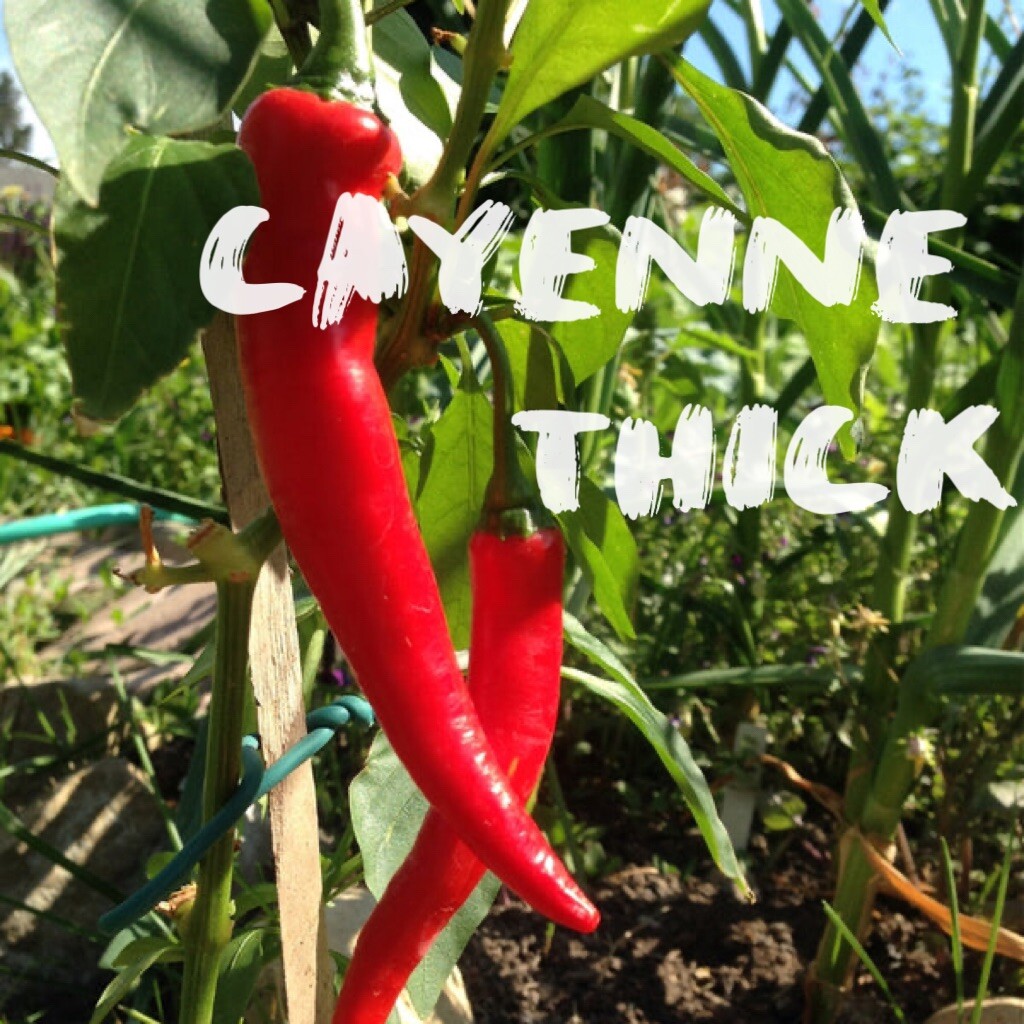 RARE✿ New! Heirloom Cayenne Thick Hot Pepper 15+ Seeds ●Great Variety