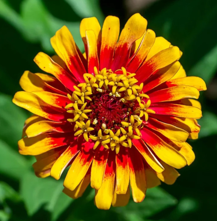 SOMBRERO ZINNIA FLOWER SEEDS 100+ BI-COLOR WILDFLOWER annual GARDEN Free Ship
