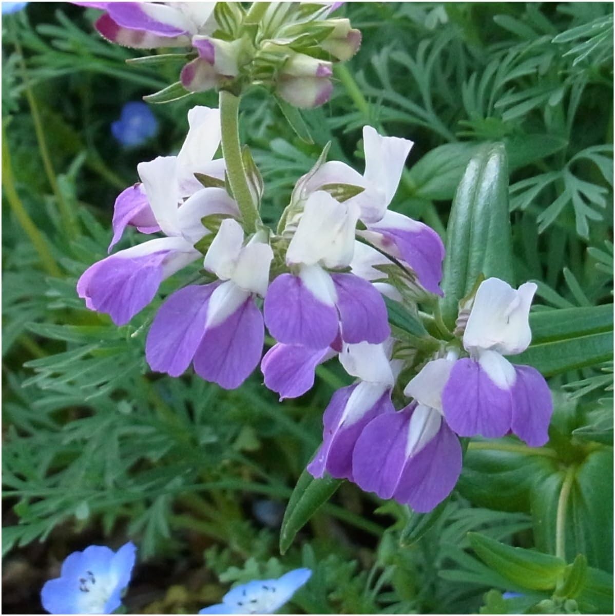 Chinese Houses Seeds – 1,000 Heirloom Seeds for Planting Collinsia heterophyl…