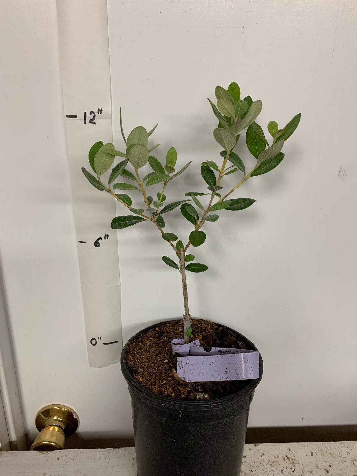 One Pineapple Guava Seedling, 1 gallon container, No Ship AK, HI