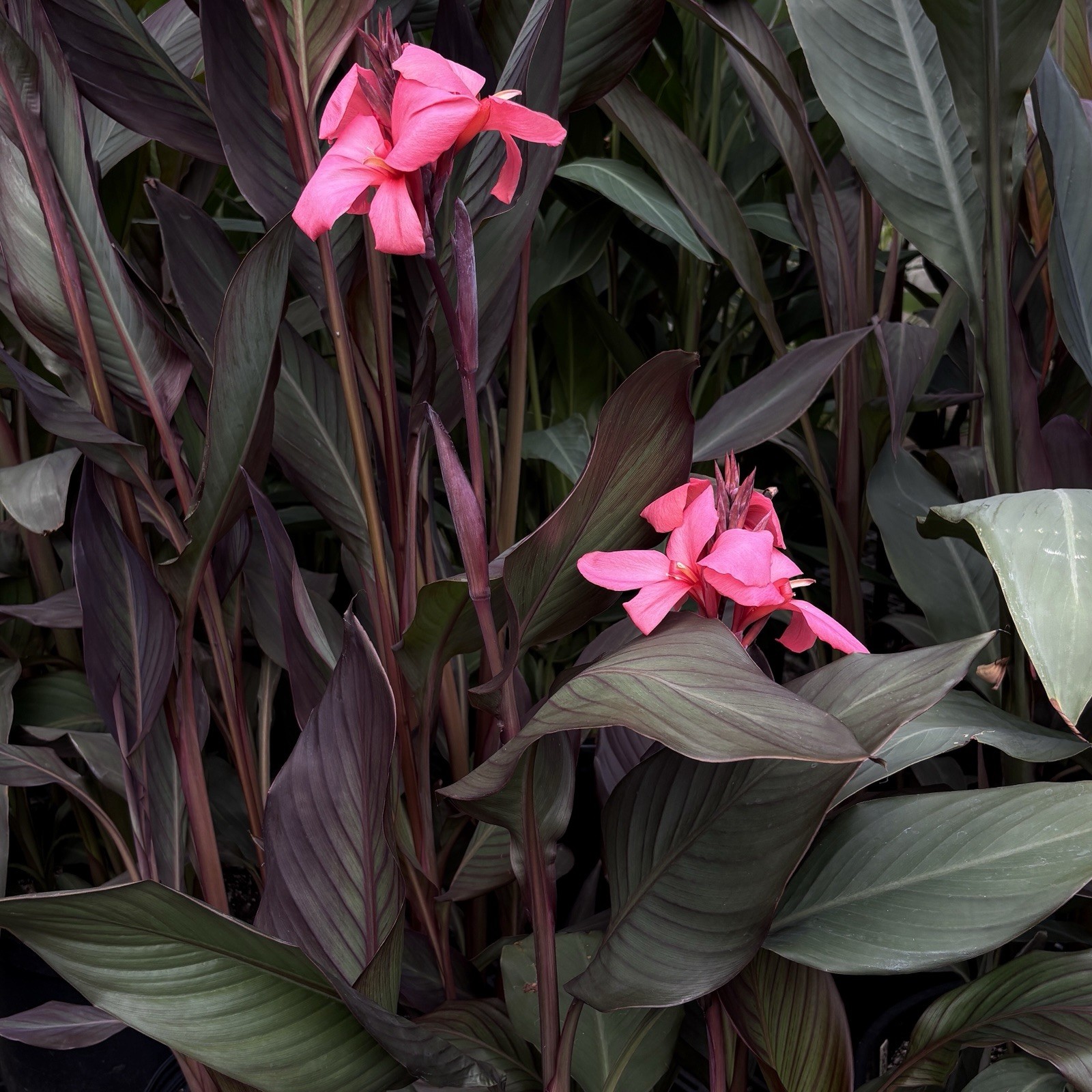 10 Canna ‘Qamea’ NEW! fresh viable seeds 2025 harvest