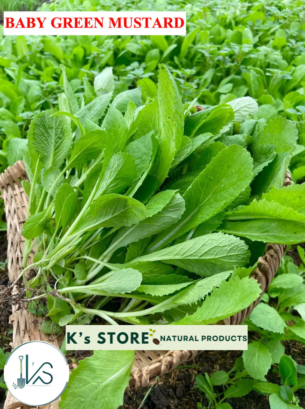 Green Mustard/Baby Green Mustard Seeds, Hạt Giống Cải Bẹ Xanh/Cải Bẹ Xanh Ăn Non