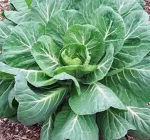 COLLARD GREENS SEED, GEORGIA SOUTHERN, HEIRLOOM, NON GMO, 100+ SEEDS