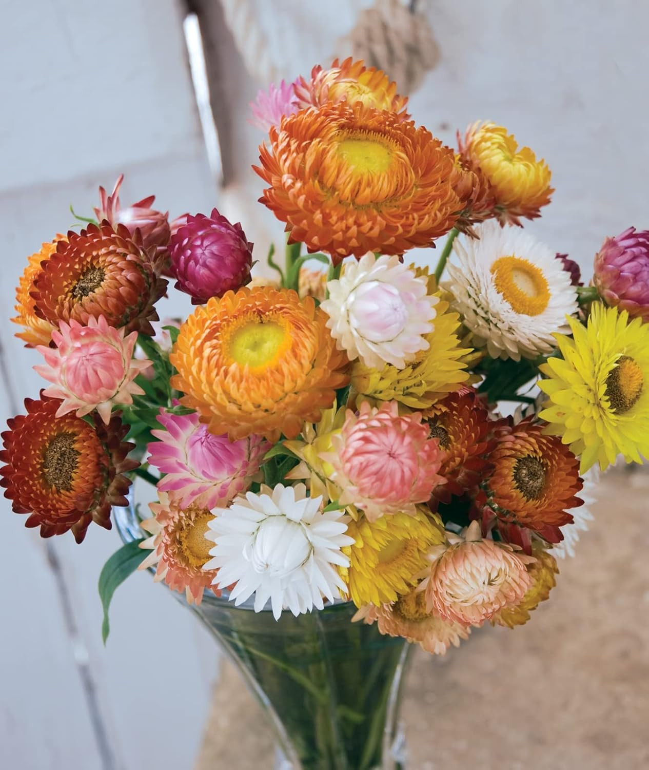 Tall Mixed Colors Strawflower Seeds 750 Seeds