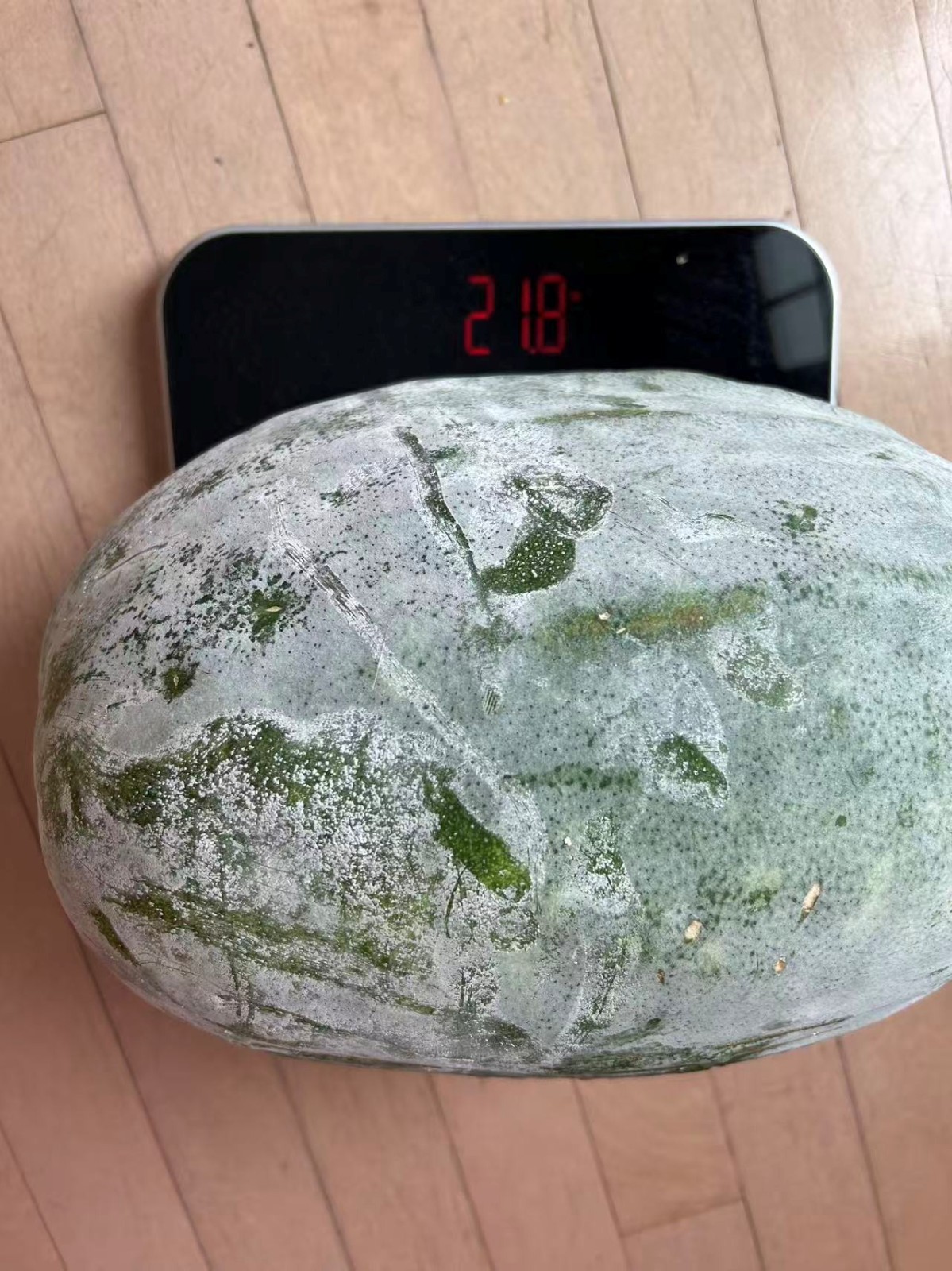 30+ Wax Gourd Seeds (Winter Melon, 冬瓜) — Harvested in 2025