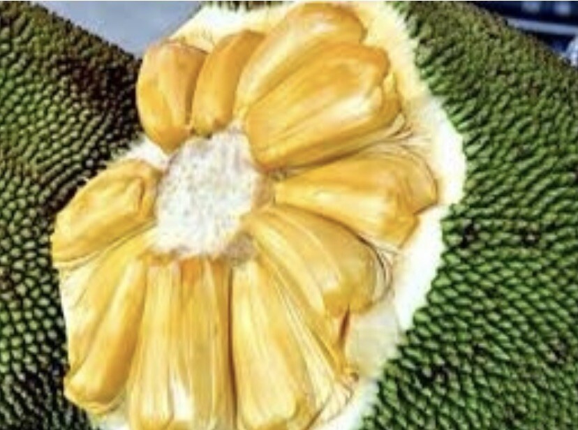 Jackfruit – 12 Fresh Seeds – USA seller