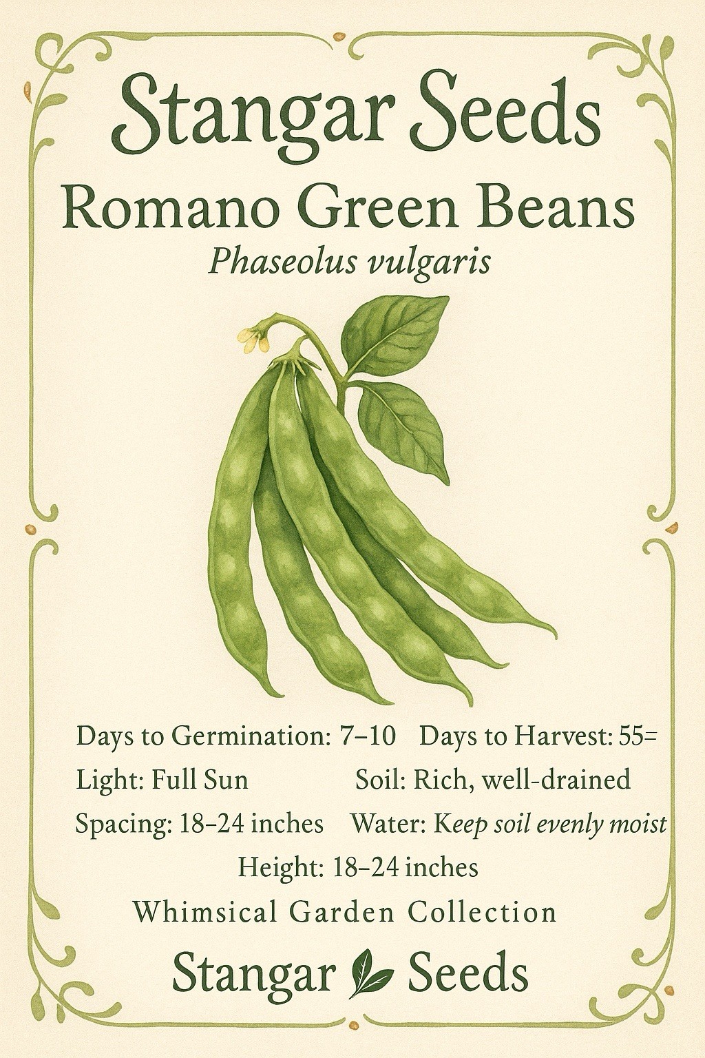 Roma II Bush Green Bean, Italian Green Beans 50 Seeds