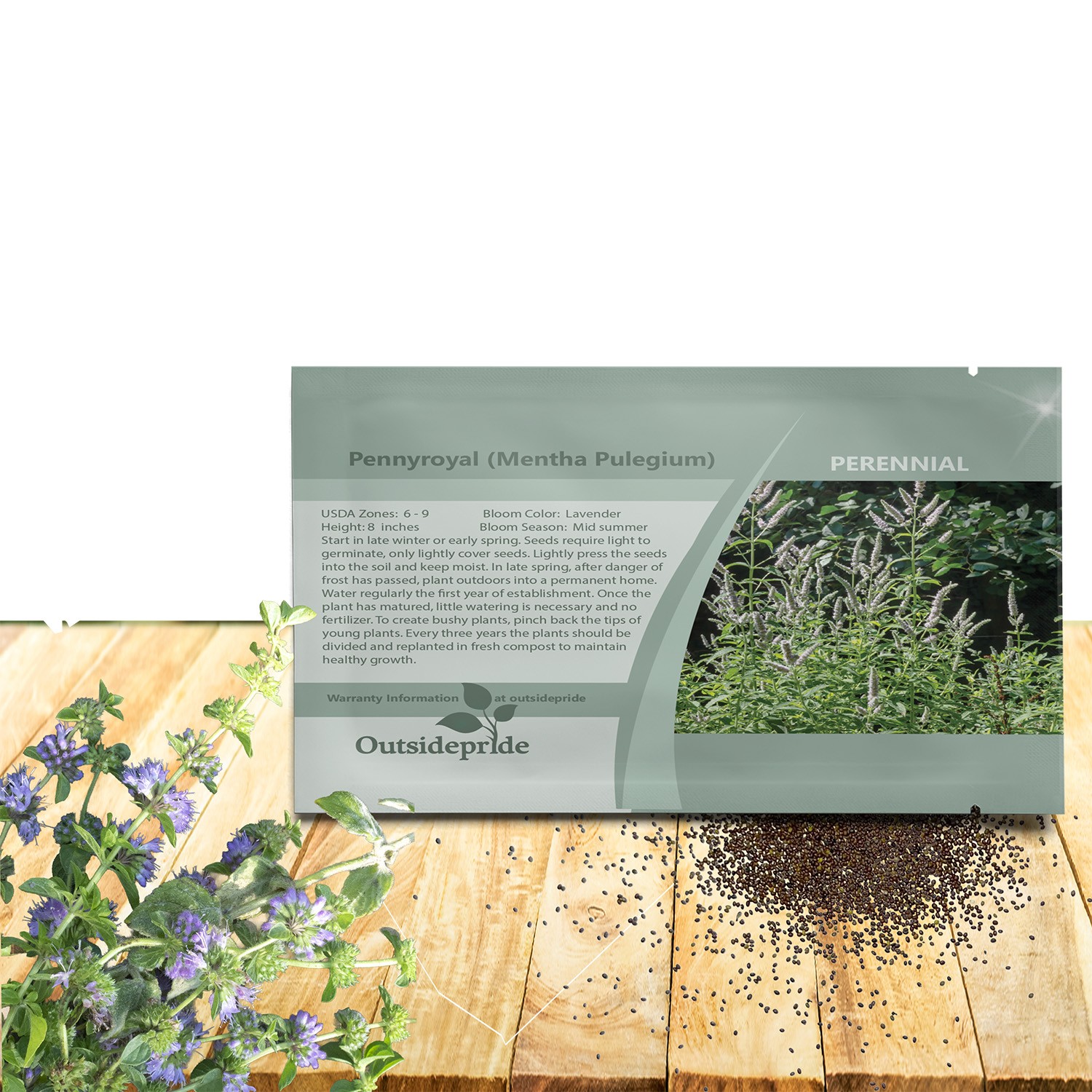 5000 Seeds Pennyroyal Flower Seeds – Mentha Pulegium Pennyroyal Seeds