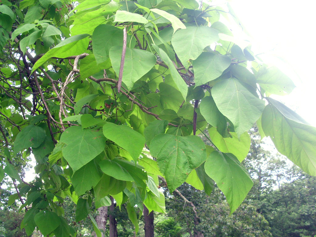 30 NORTHERN CATALPA SEEDS – Catalpa speciosa