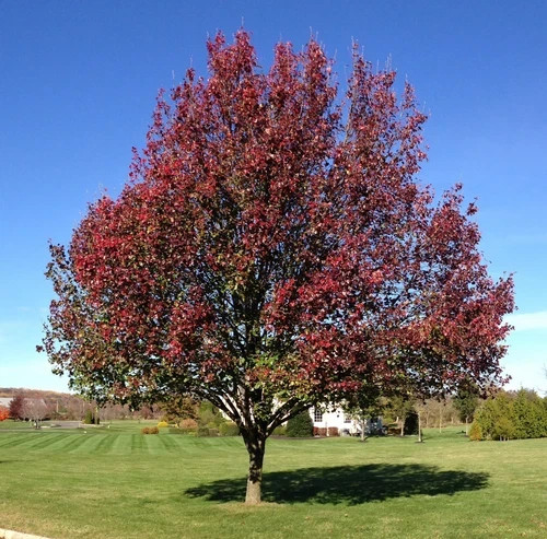 Live Bradford Pear Tree Seedling – Starter – Pyrus calleryana – Free Shipping!