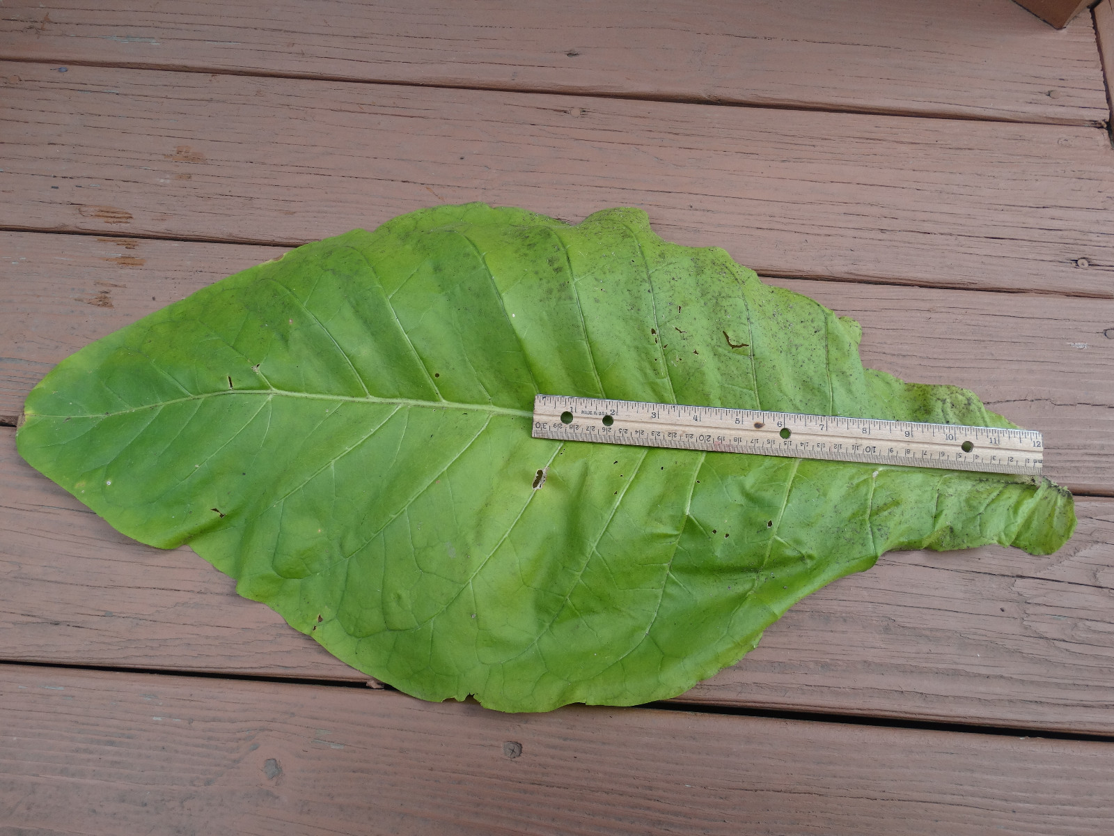 BANANA LEAF TOBACCO SEEDS 2500+ GREAT CIGARETTE TOBACCO HUGE LEAF PRODUCER