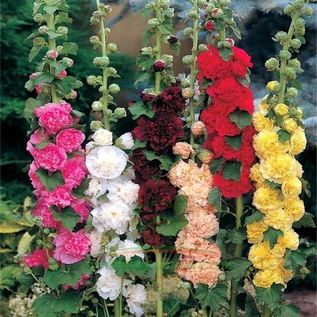 350+ Hollyhock Flower Seeds Non GMO Carnival Mix Giant Mallow Double Hollyho…
