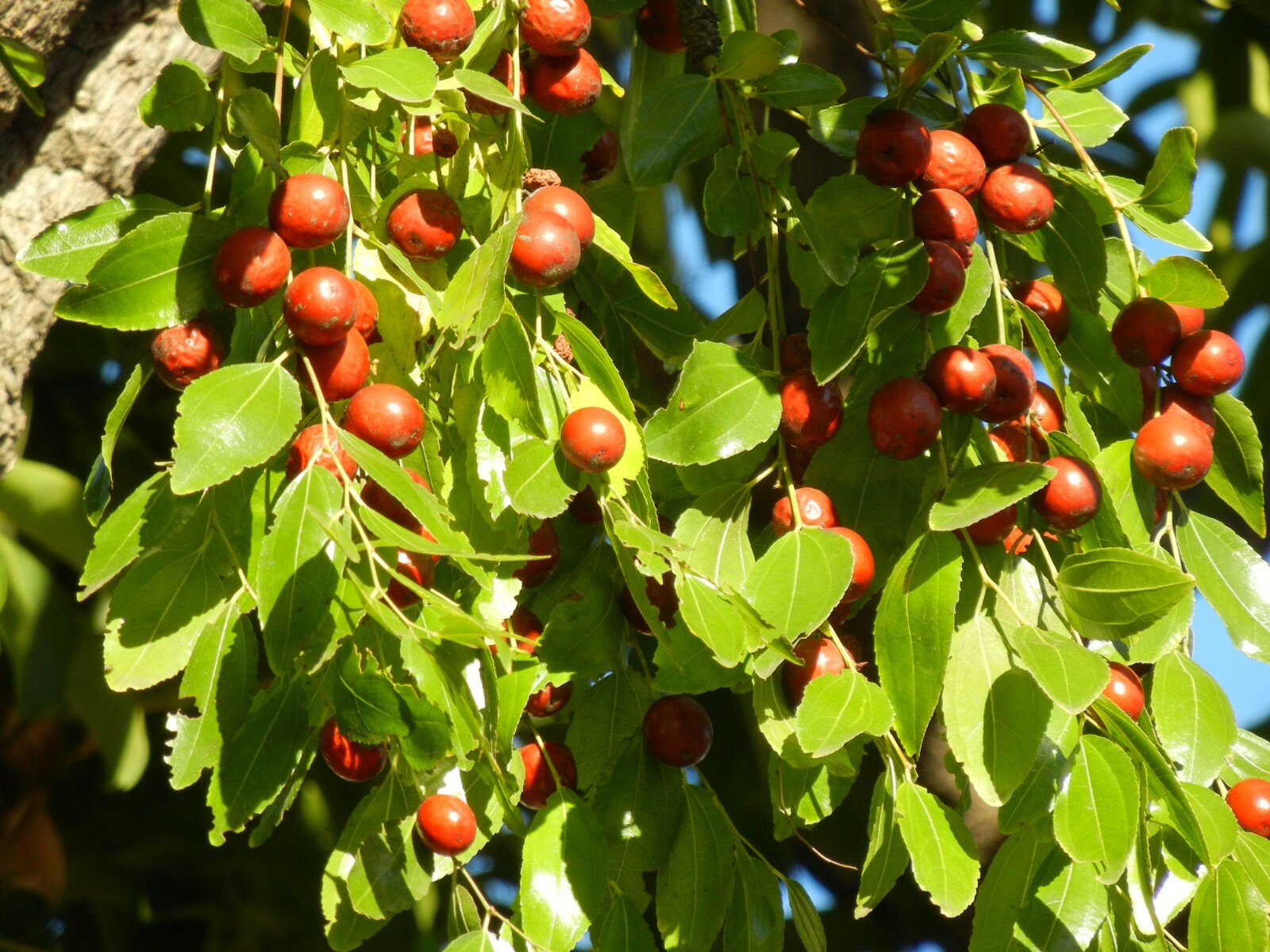 Jujube Seeds – Ziziphus jujuba – Chinese Red Date TCM Fruit Tree Planting Seeds