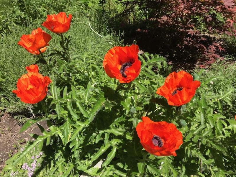 65,000 + Poppy Oriental Orange-scarlet Flower Seeds (Papaver Orientale) 40 GRAMS