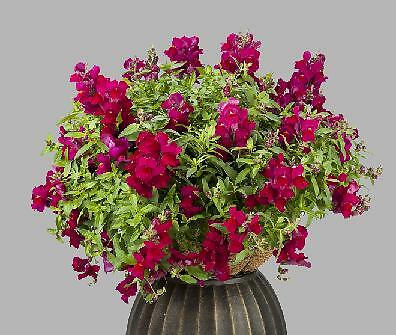 Snapdragon Candy Showers MSP Deep Purple 100 seeds