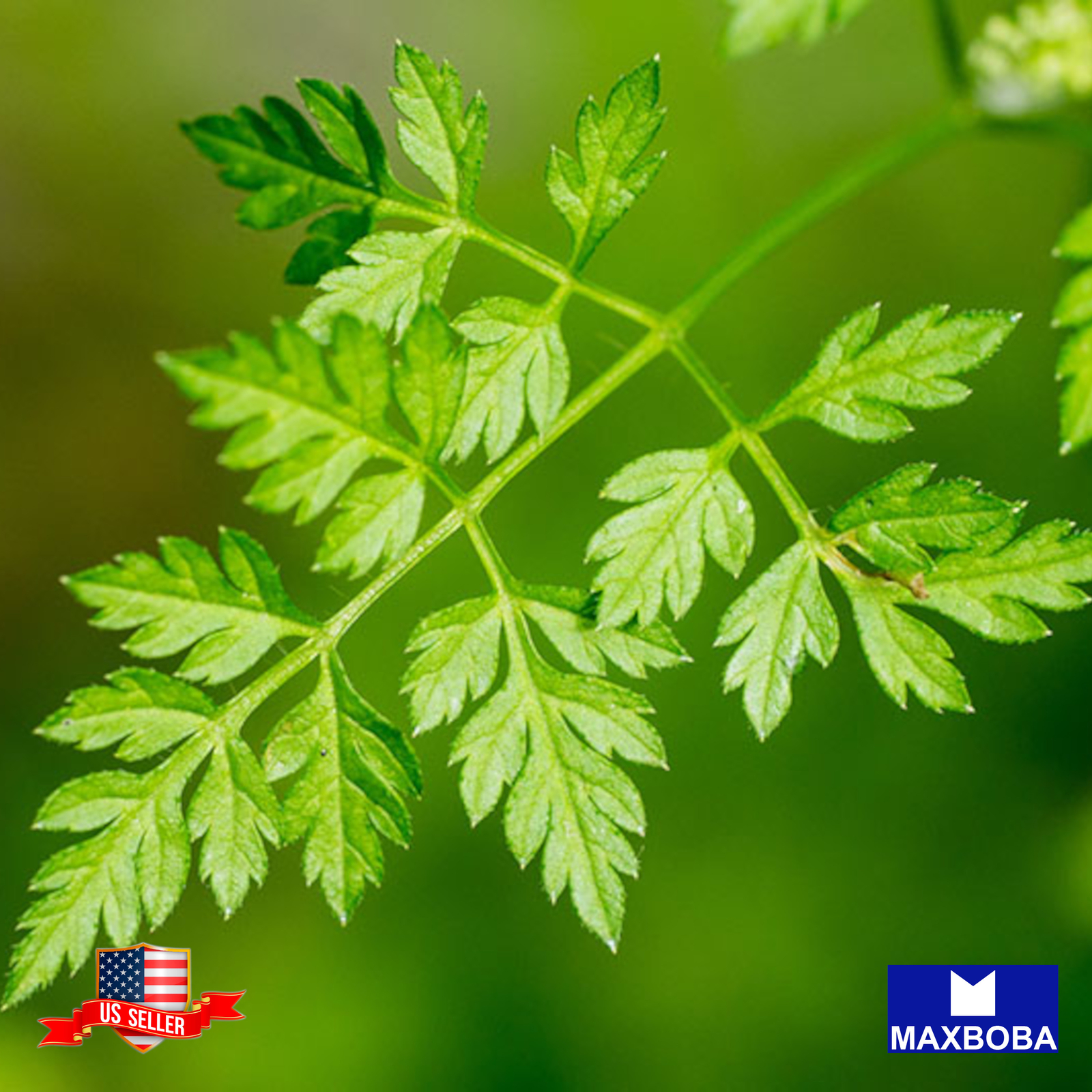Chervil Seeds Curled Non-GMO Heirloom