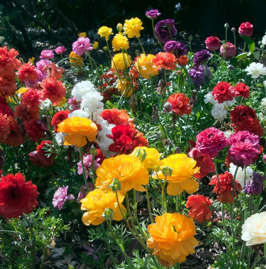 Ranunculus Flower Bulbs 12 Mix Colors Corms Peony Rose Buttercup Spring Flowers
