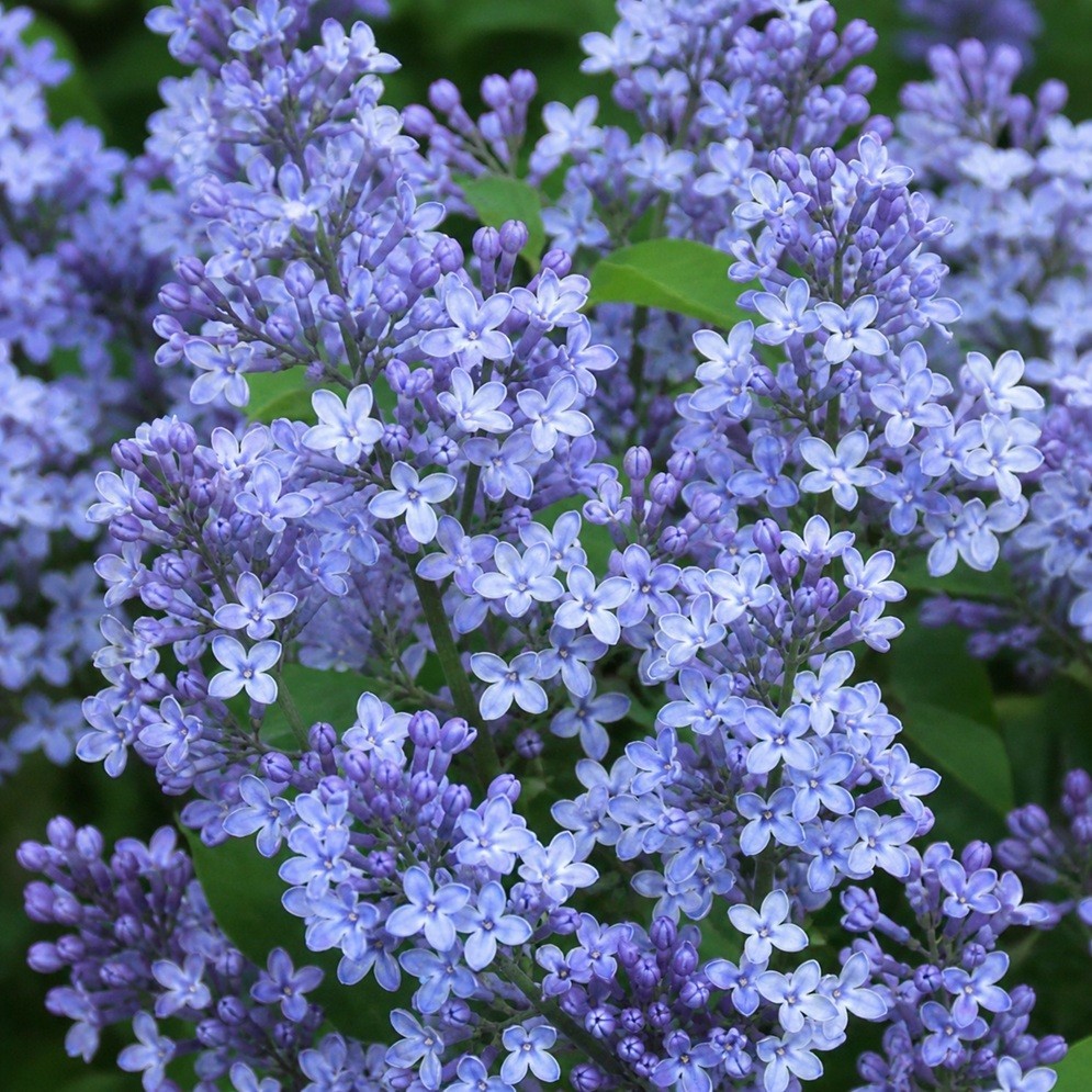 25 Lilac Seeds Fragrant Flowering Tree Perennial Flower Seed “Blue”