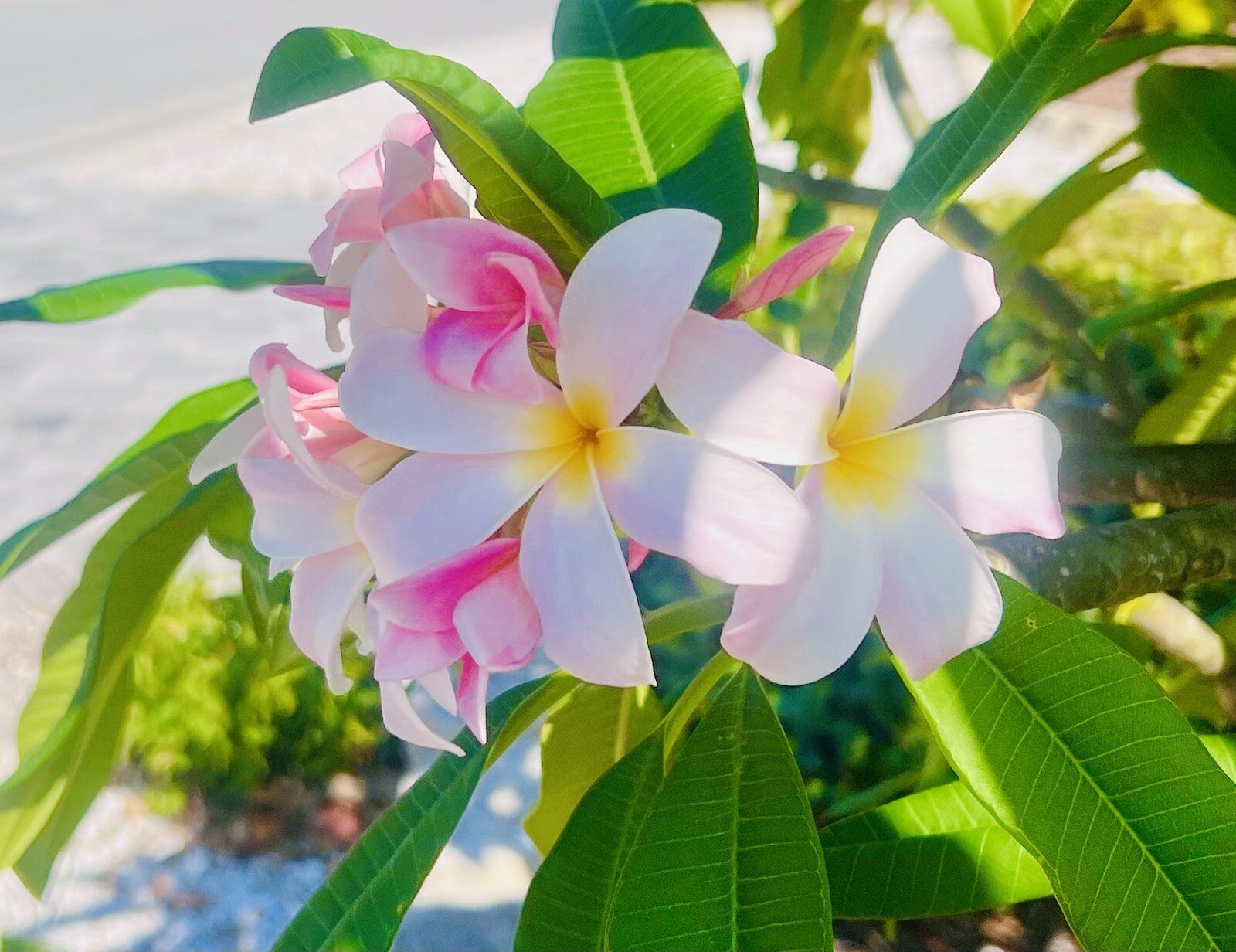 Plumeria Frangipani LIGHT PINK Hawaii Lei Flower Tree 10 Seeds FL Fresh 2024