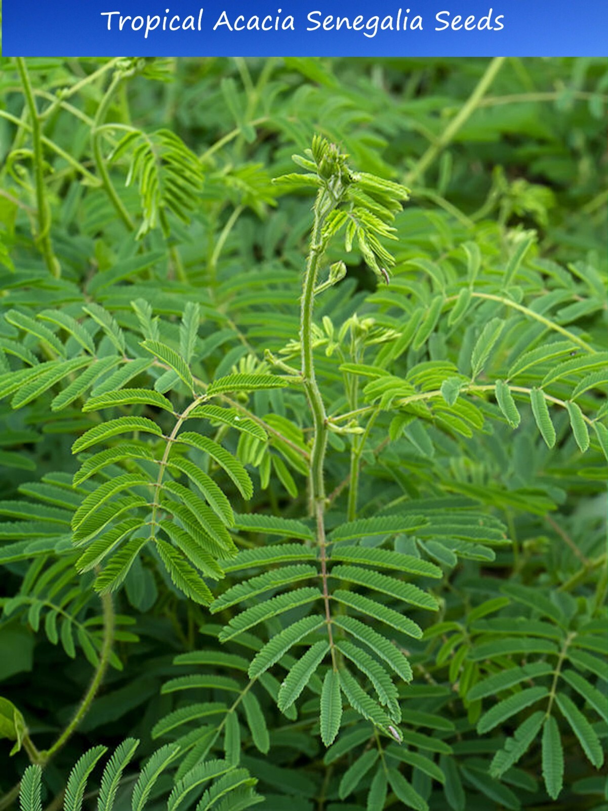 Tropical Seeds -Acacia /Senegalia catechu – 20 Seeds