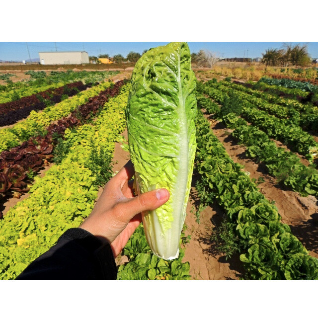 1000 PARRIS ISLAND COS LETTUCE SEEDS ~ heirloomseedguy ~ 2026 ~ NON-GMO