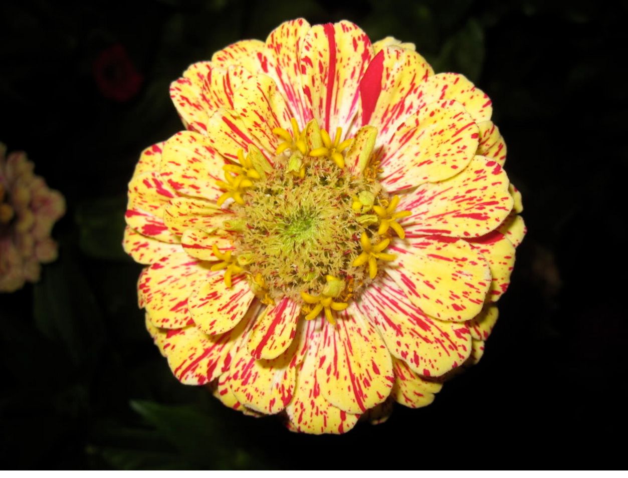 150 CANDY STRIPE ZINNIA MIX Elegans Flower Seeds Mixed Colors with Red Stripes