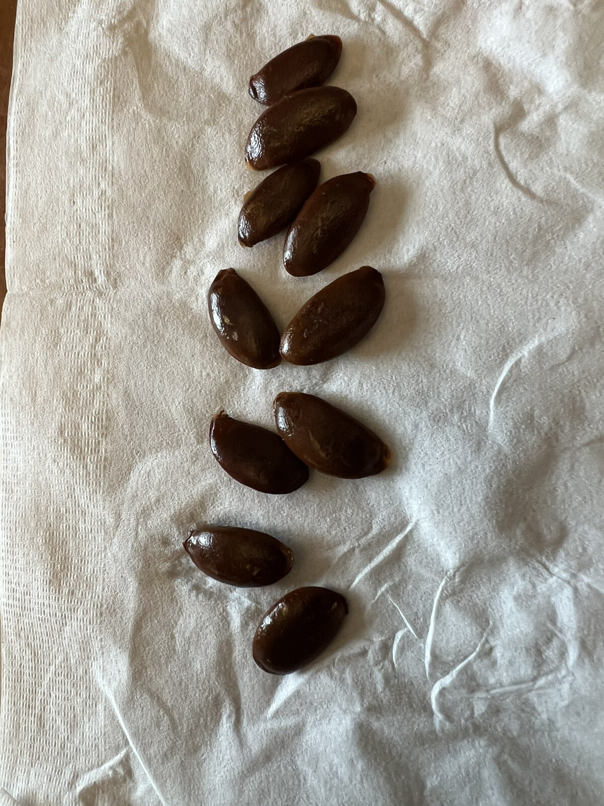 american persimmon seeds 10