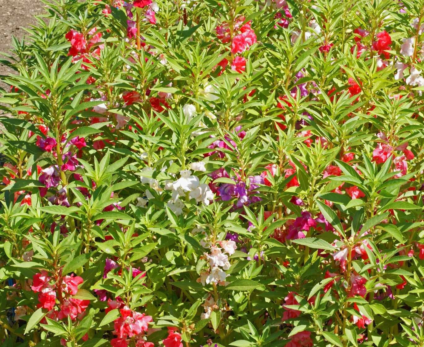 1000 Balsam Seeds Camellia Flowered Mix Double Bloom Impatiens Flower Non-GMO