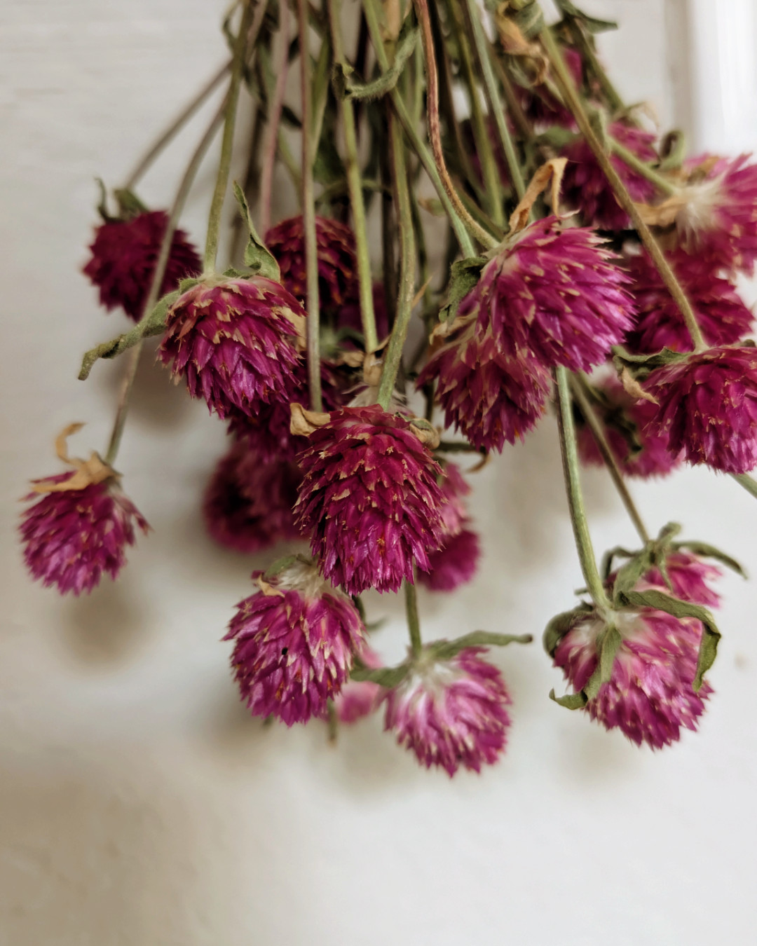 25+ Pink Gomphrena Seeds, Globe Amaranth Flower, Free Shipping