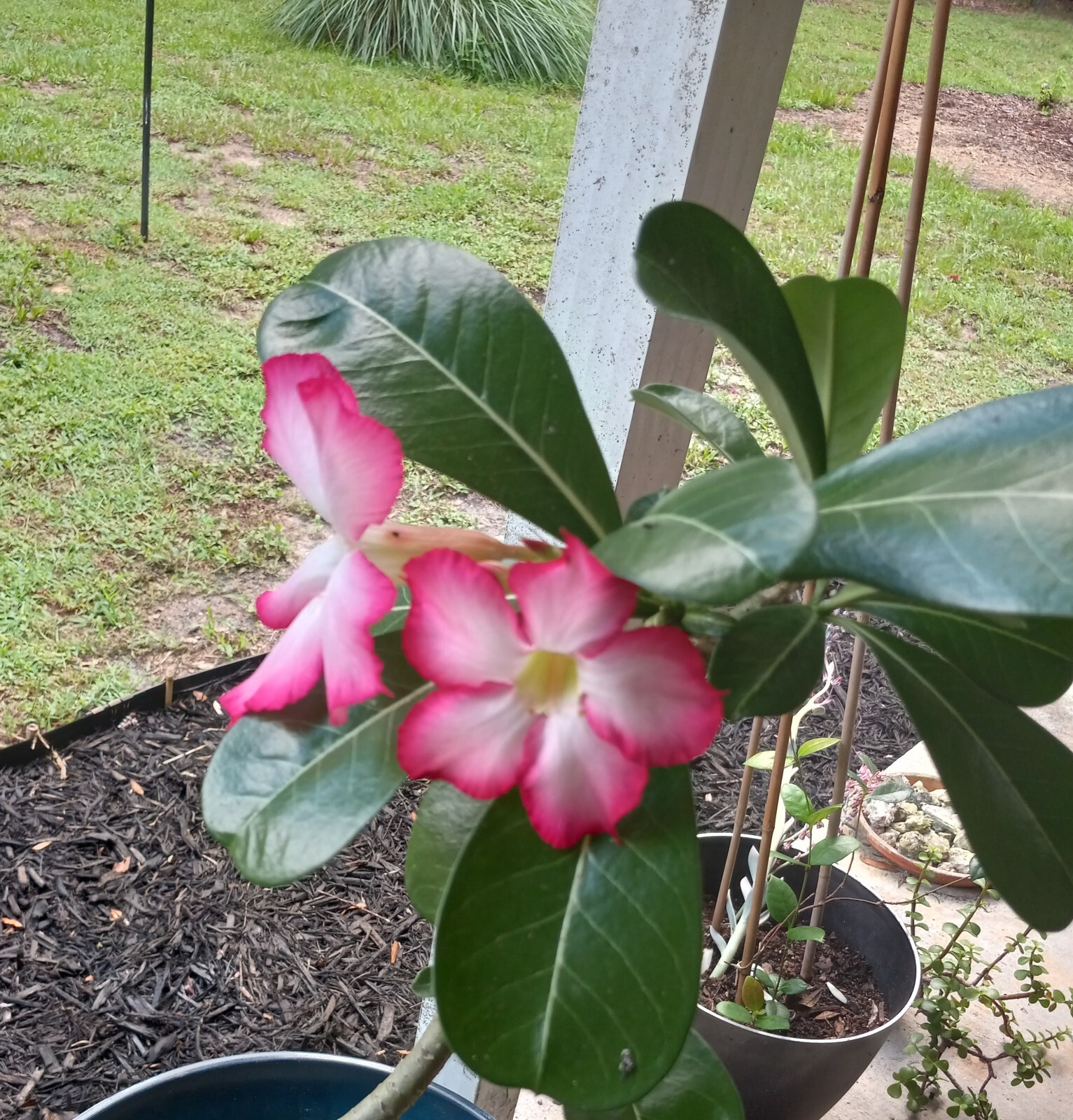 Five Desert Rose (Adenium Obesum) Seeds Florida Grown