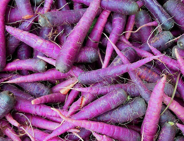 Carrot Seeds Deep Purple 500 Seeds