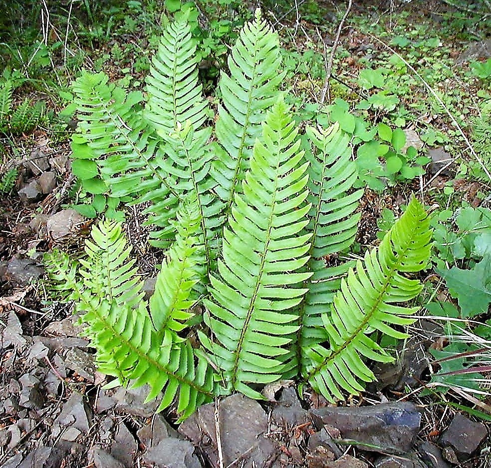 1500 Western SWORD FERN Polystichum Munitum Giant Holly Swordfern Spores Seeds