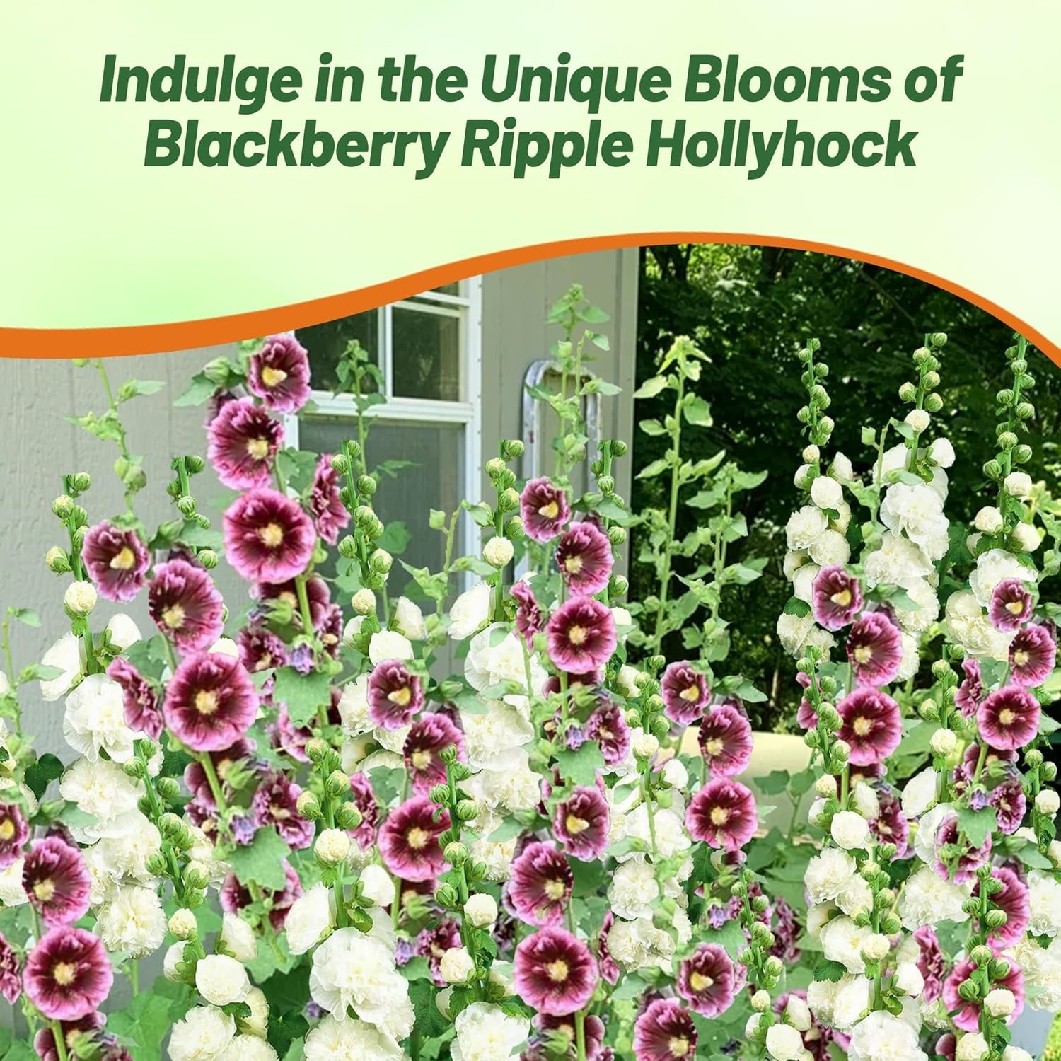 25 Seeds Alcea rosea Blackberry Ripple Hollyhock Garden Flower Seeds