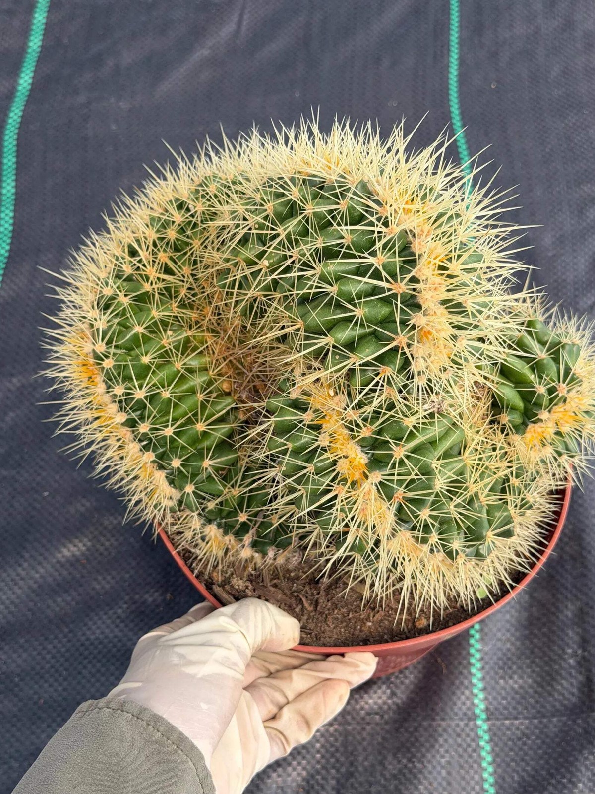 Crested Golden Barrel Cactus – Rare Large Specimen | Collector’s Live Plant #165